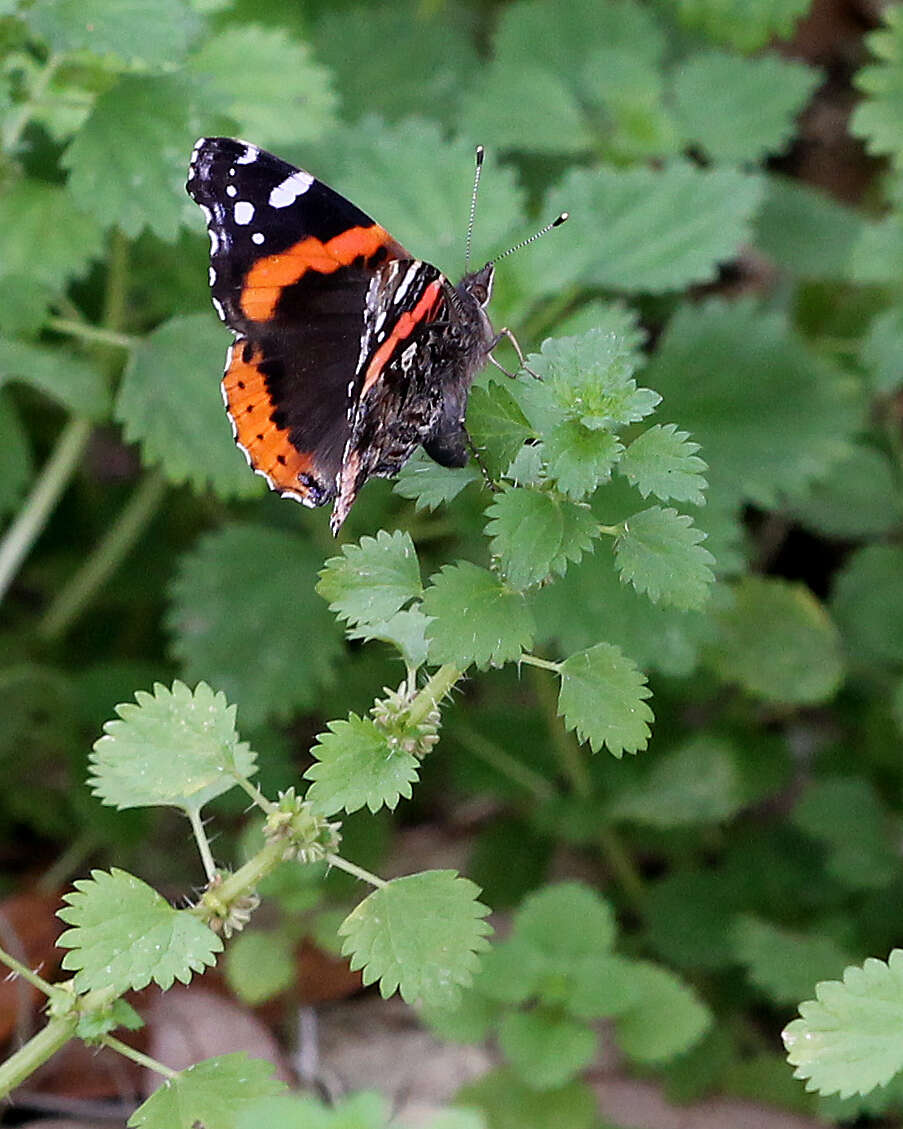 Image of Ladies and Red Admiral