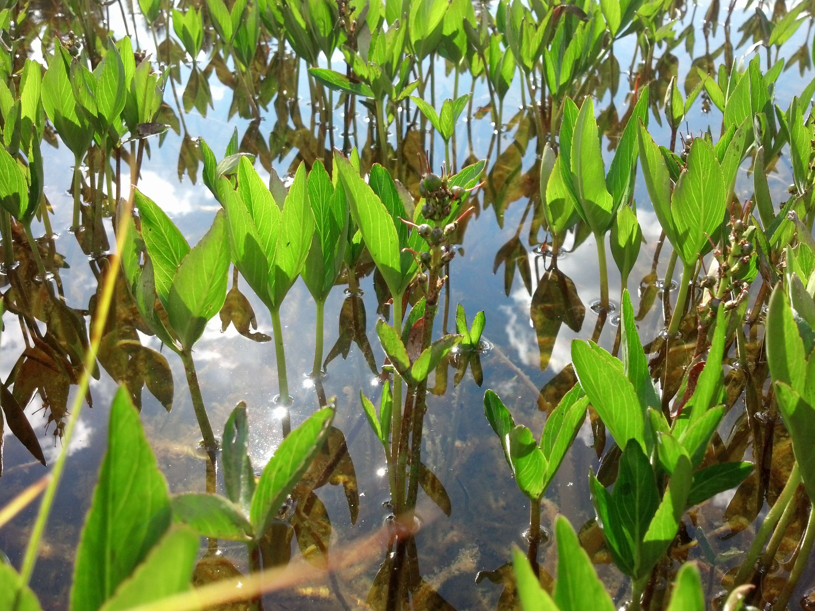Image de Menyanthes trifoliate