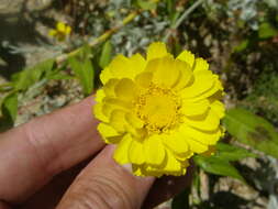 Image of desert marigold