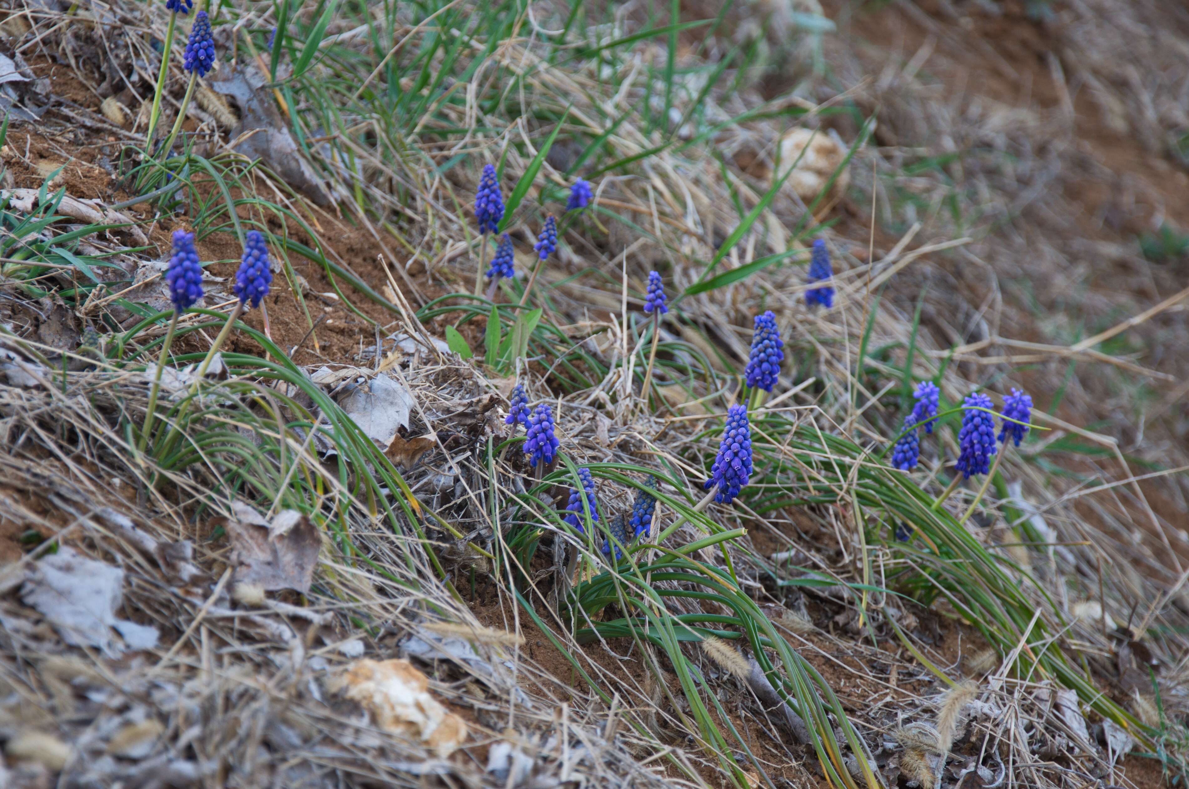 Image of Grape hyacinth