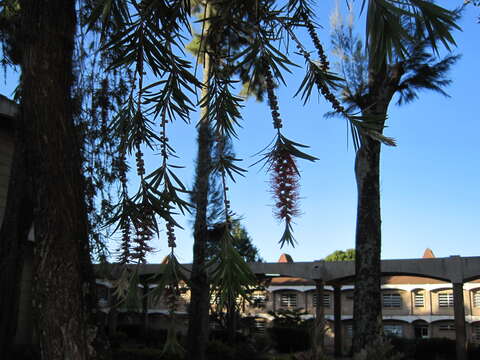 Image of bottlebrush