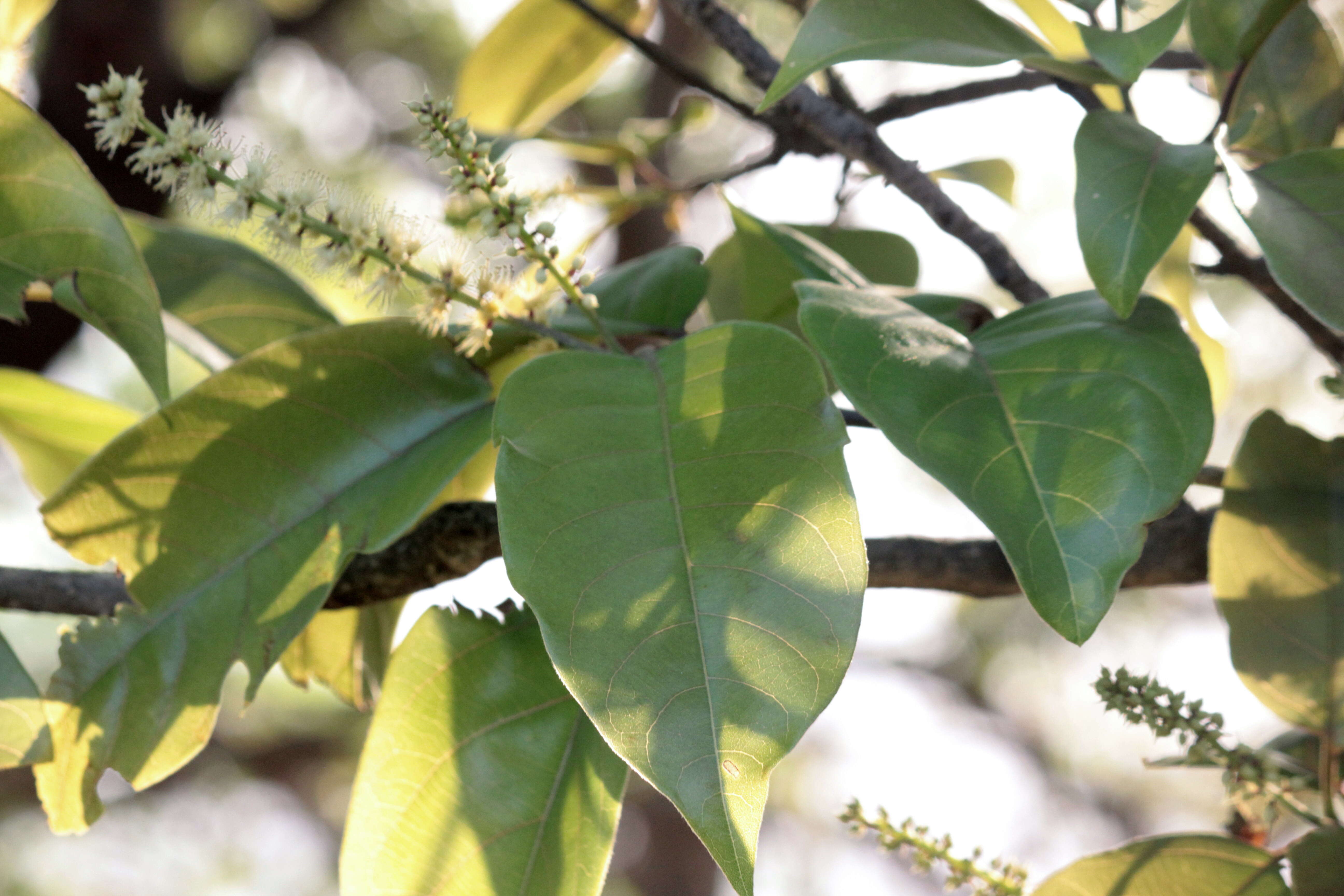 Image of tropical almond