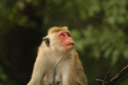 Image of Toque macaque