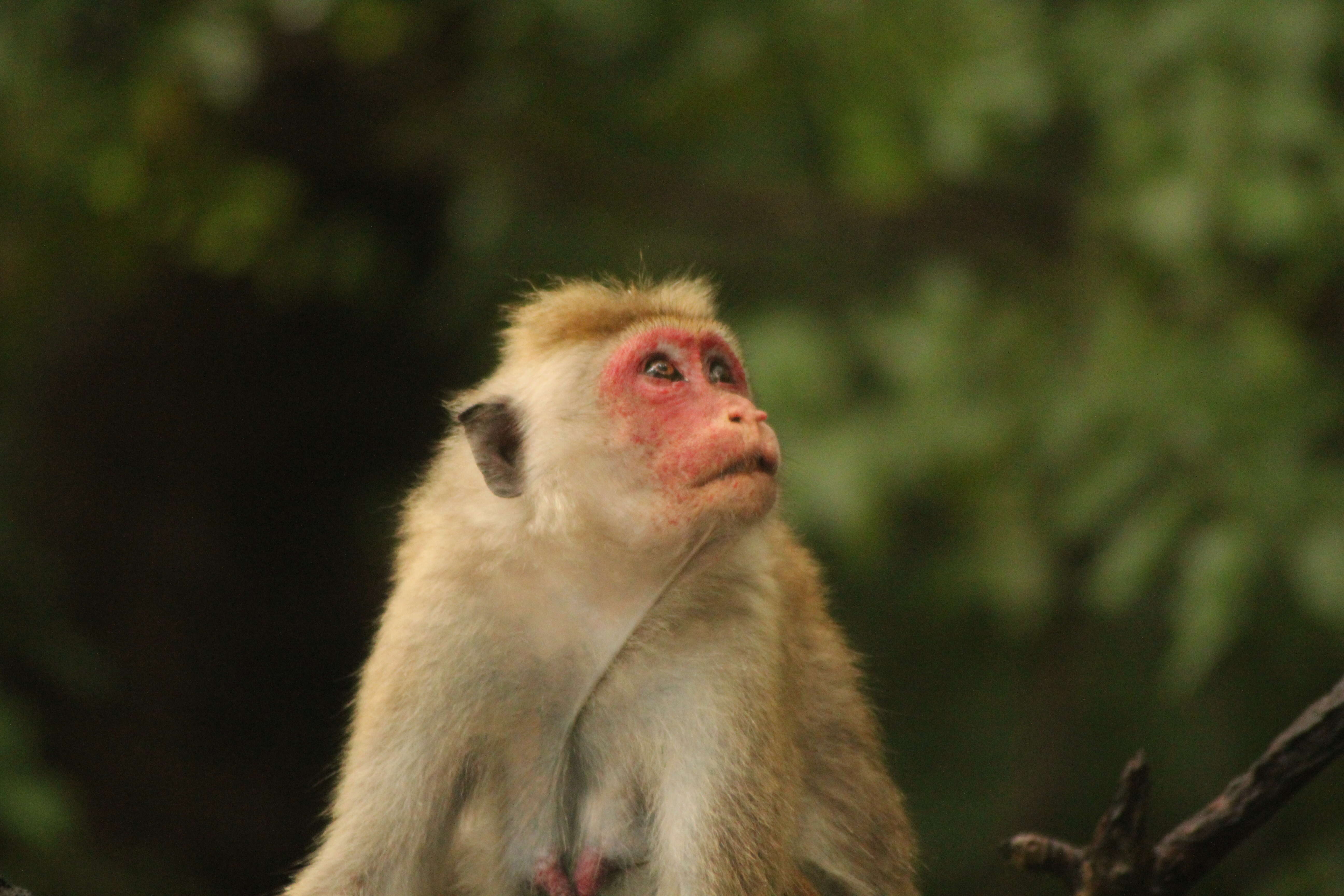 Image of Toque macaque