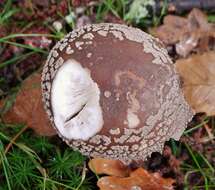 Image of Amanita rubescens Pers. 1797