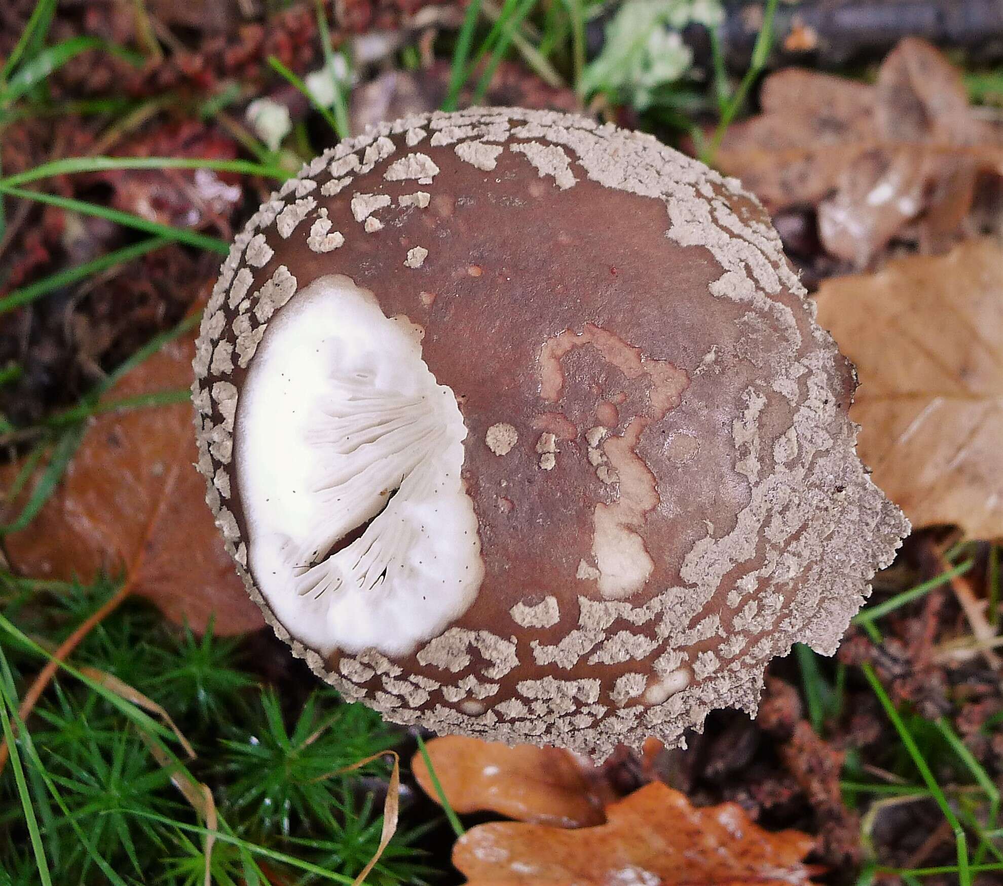 Image of Amanita rubescens Pers. 1797