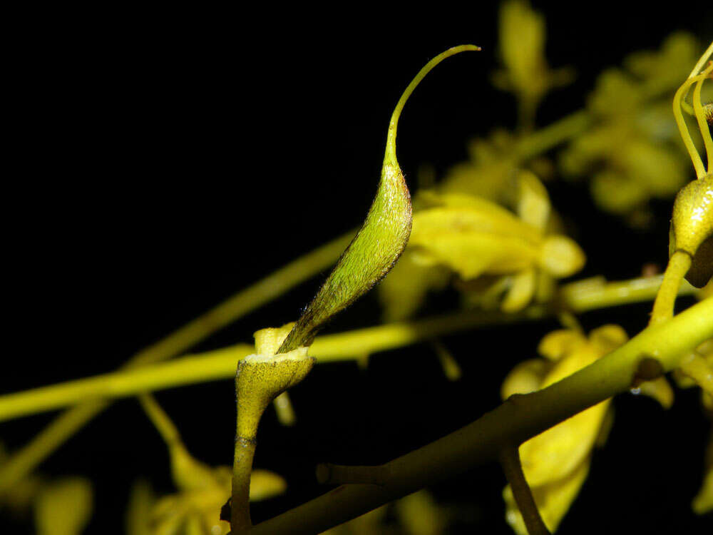 Plancia ëd Schizolobium parahyba (Vell.) S. F. Blake