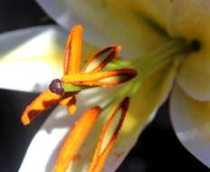 Lilium speciosum Thunb. resmi