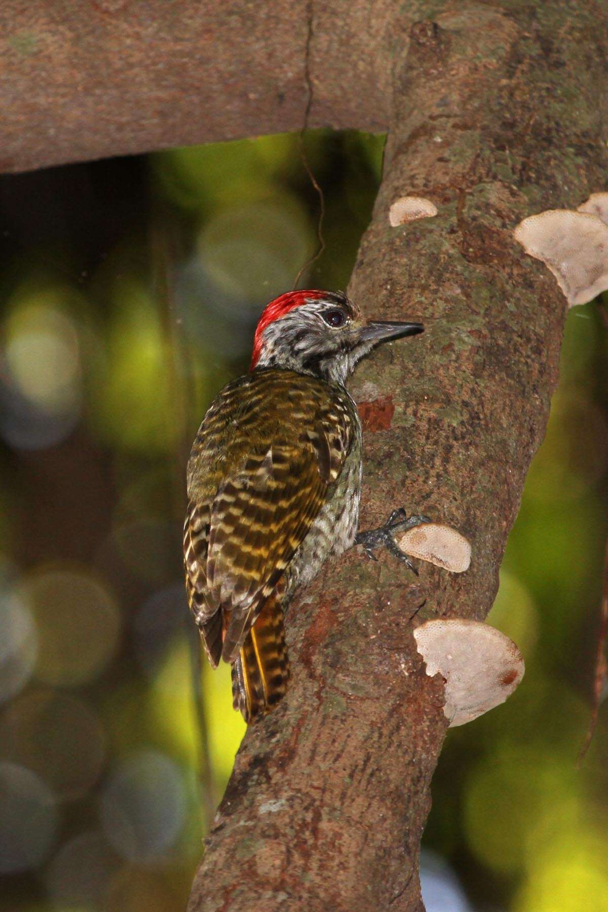 Image of Dendropicos Malherbe 1849