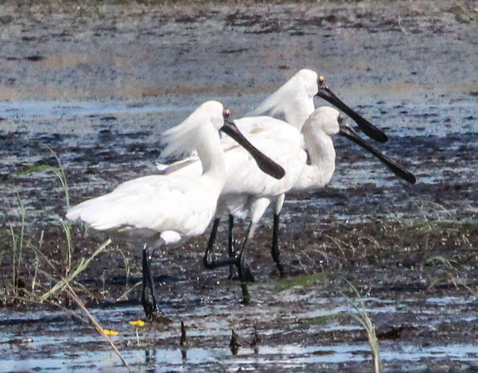 Image of Platalea Linnaeus 1758