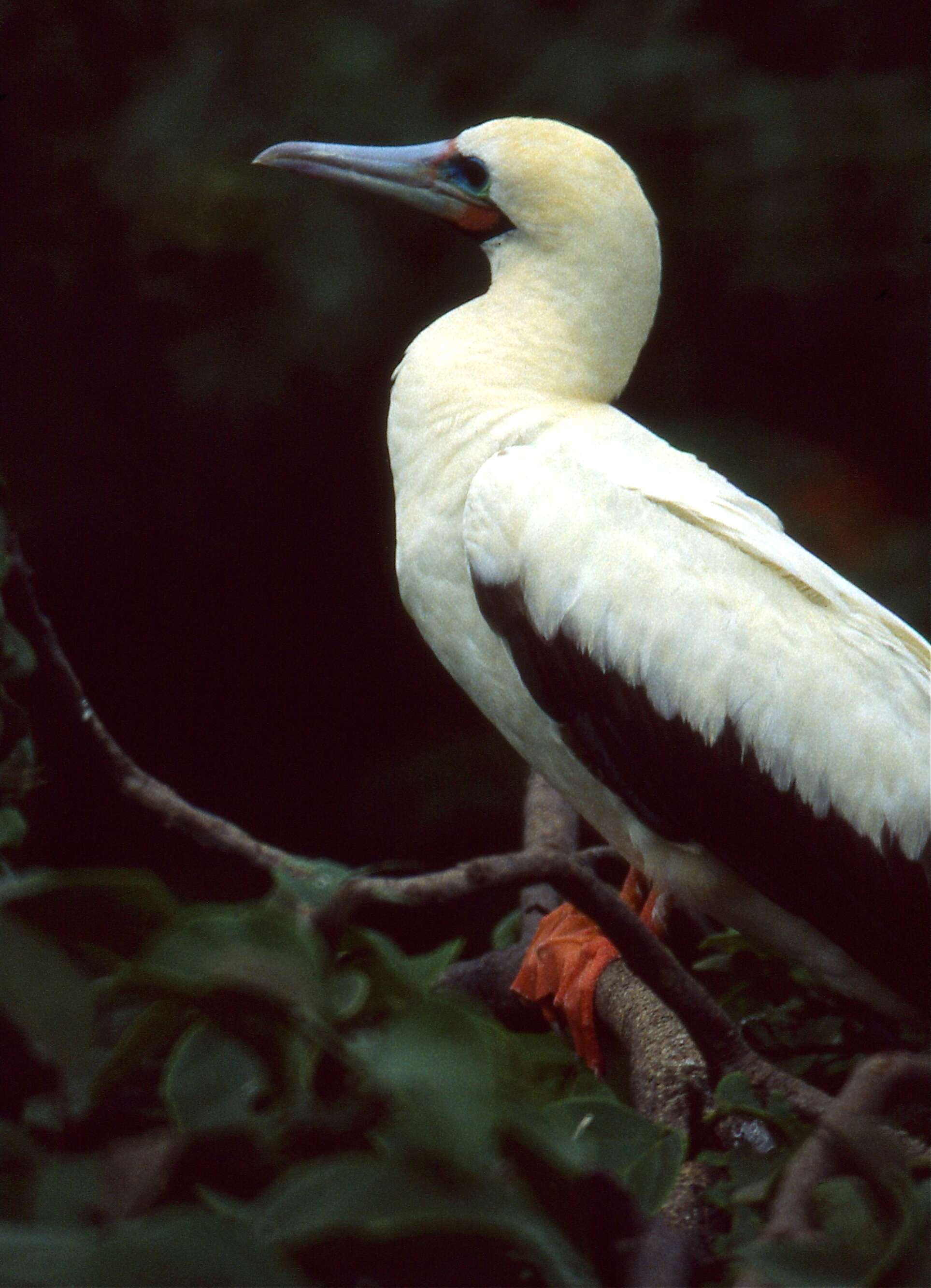 Image of Red-footed Booby