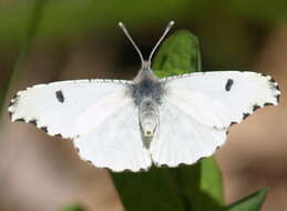 Image of Orangetips