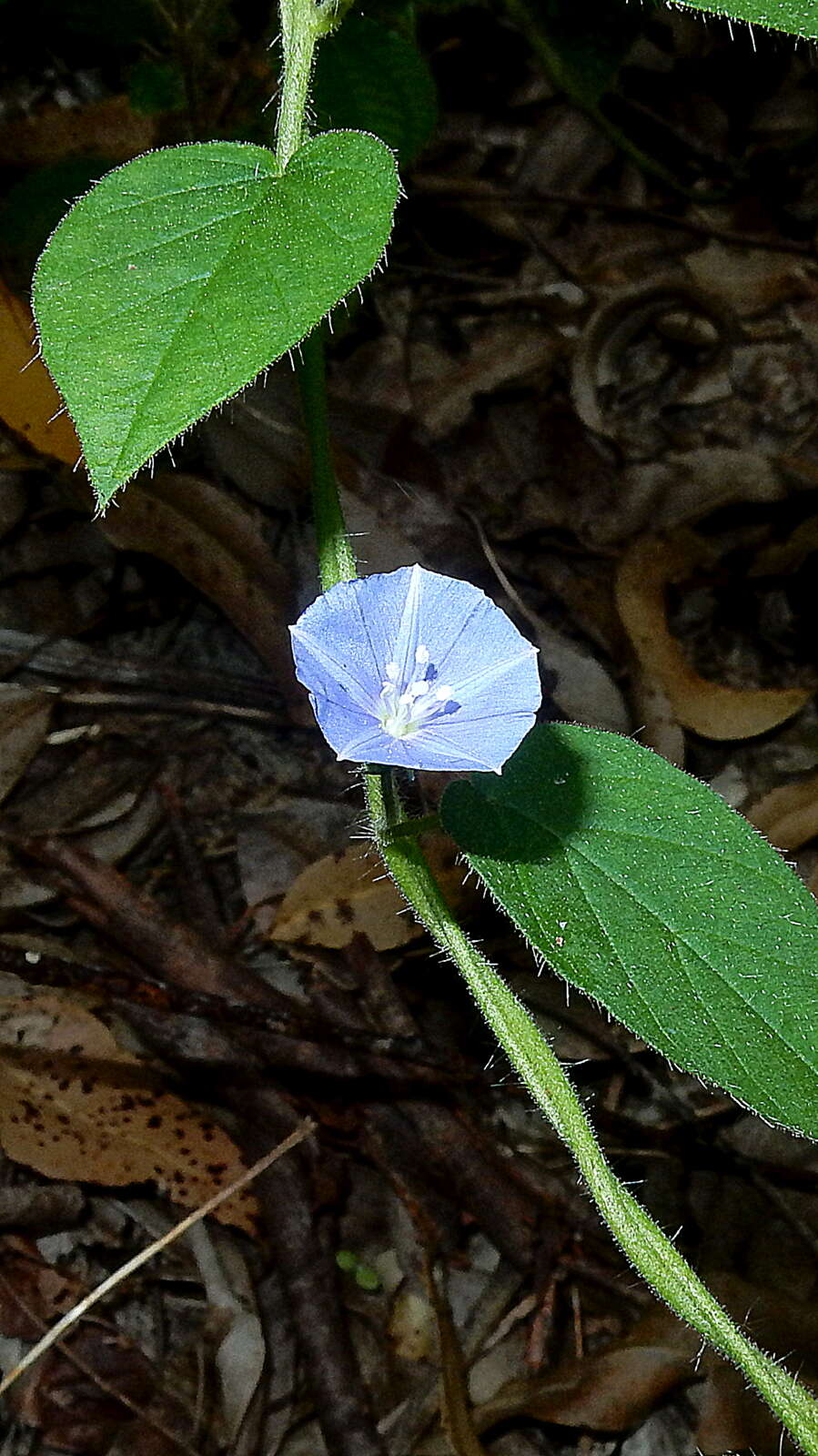 Plancia ëd Jacquemontia sphaerostigma (Cav.) Rusby