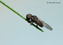 Image of big-headed flies