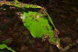 Image of weaver ant