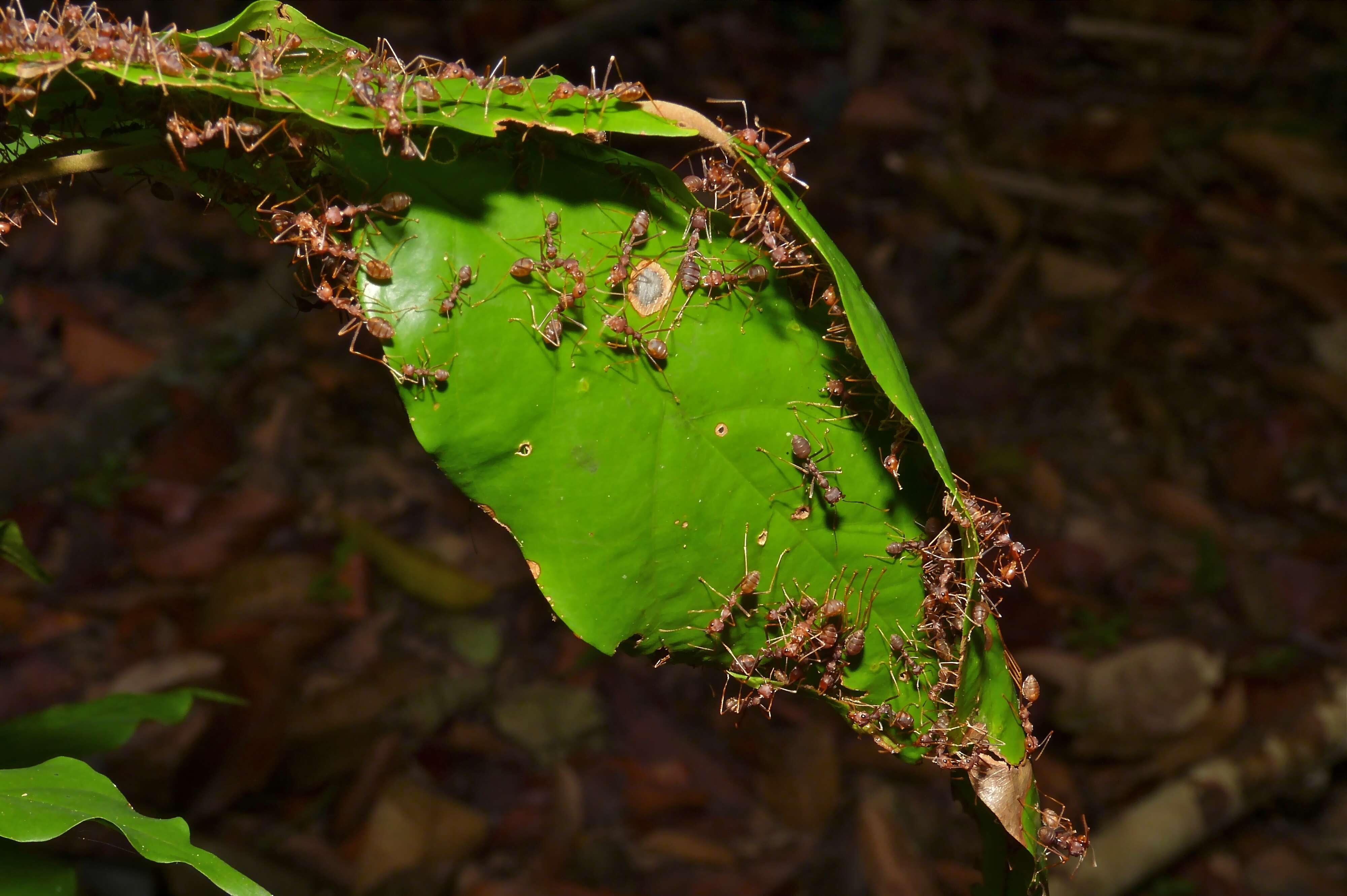 Image of weaver ant