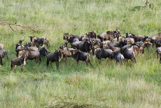 Image of wildebeest