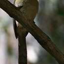 Image of Russet-crowned Motmot