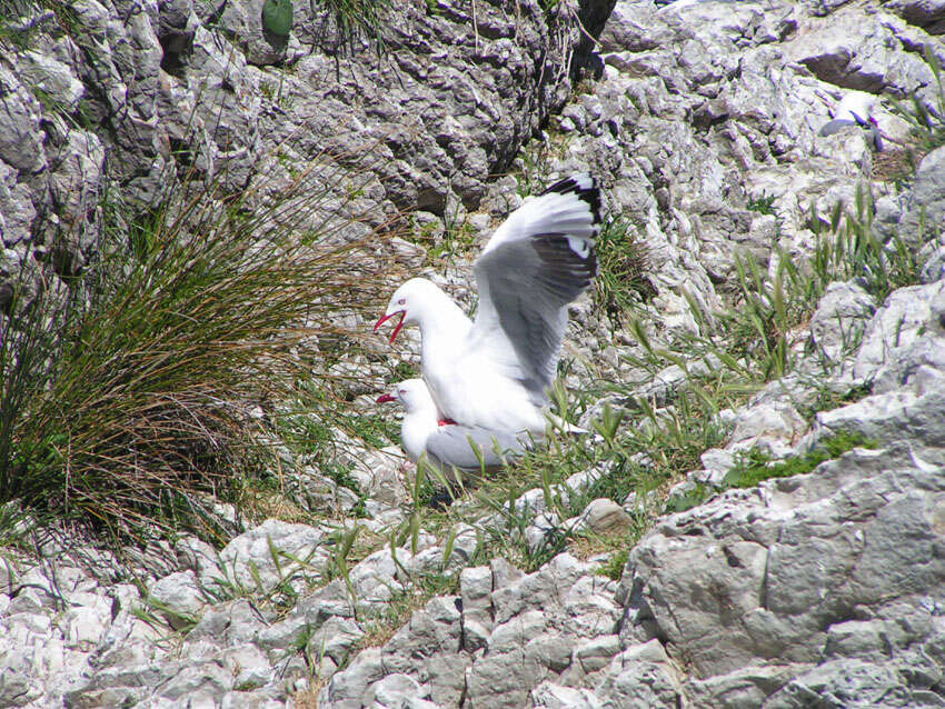 Image of shorebirds and relatives