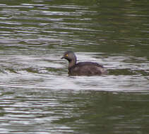 Imagem de Tachybaptus dominicus (Linnaeus 1766)