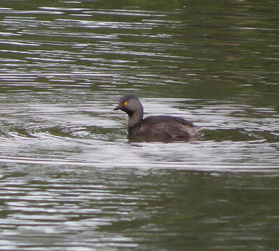 Image of Least Grebe