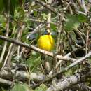 Image of Spot-crowned Euphonia