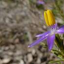 Image of blue tinsel lily