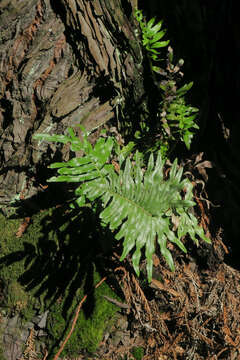 Image of polypody