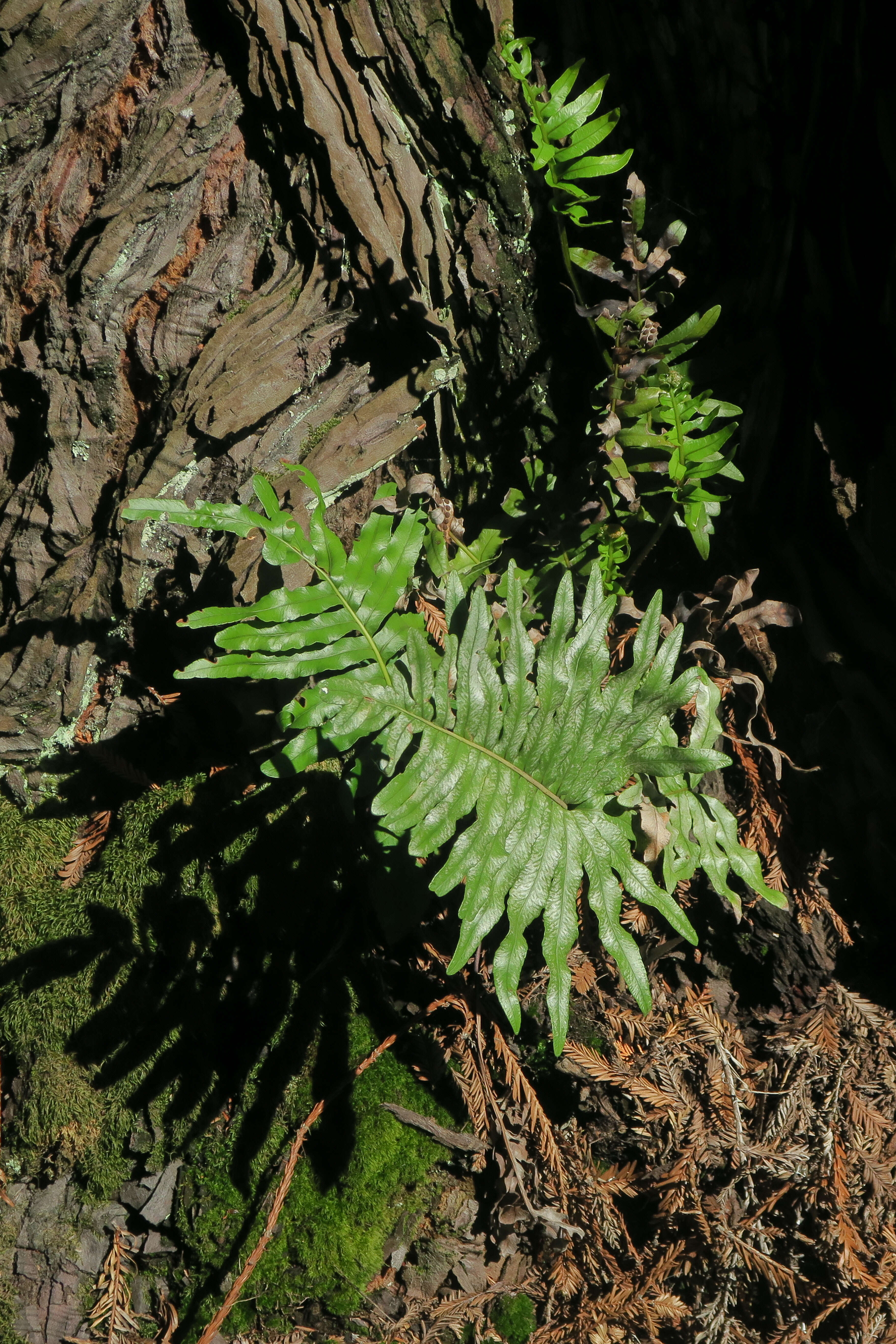 Image de Polypode