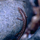 Image of Coastal snake-eyed skink