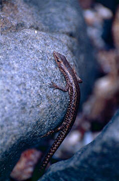 Image of Coastal snake-eyed skink