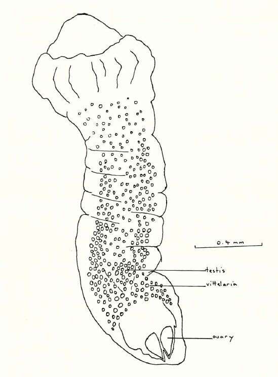 Plancia ëd Caryophyllidea