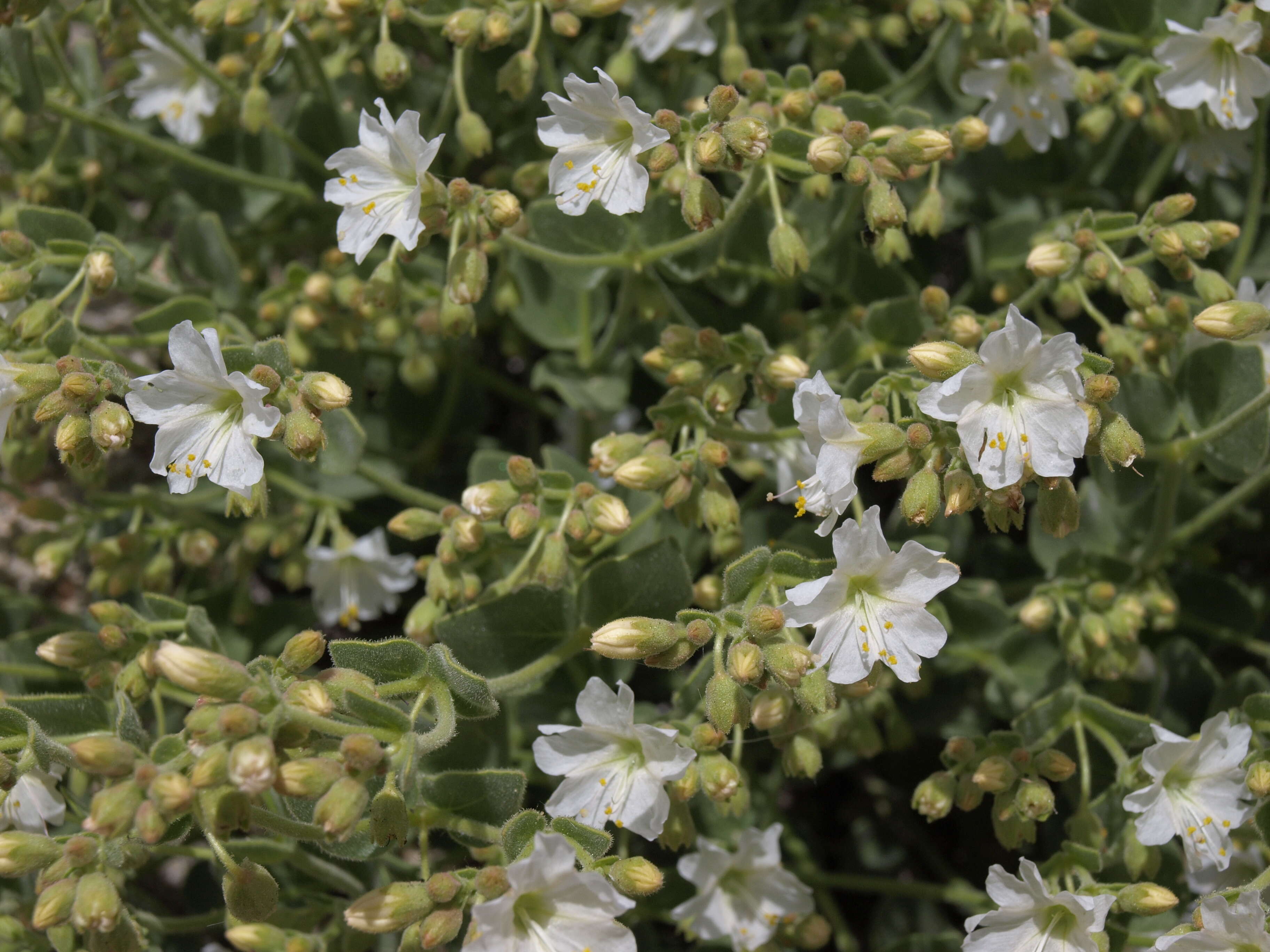 Слика од Mirabilis laevis var. villosa (Kellogg) Spellenberg