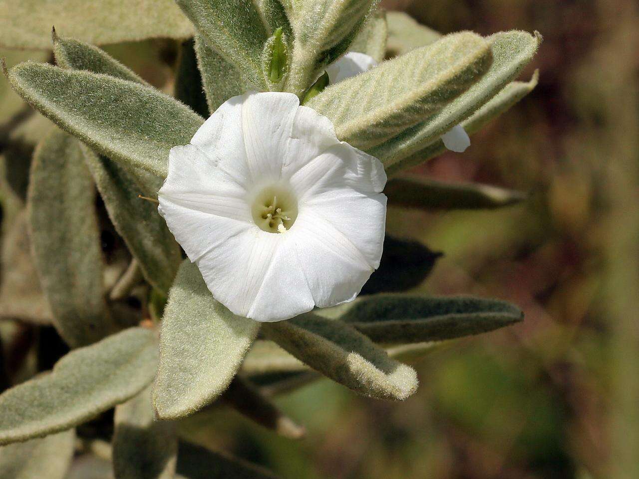 Image of Distimake tomentosus (Choisy) Petrongari & Sim.-Bianch.