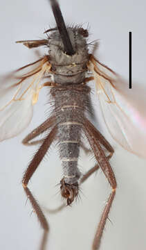 Image of Rhamphomyia lamelliseta Ringdahl 1928