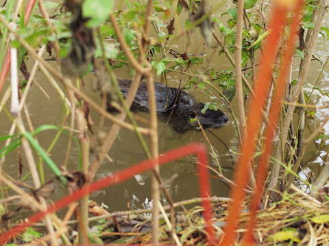 Image of muskrat