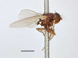 Image of Agromyza