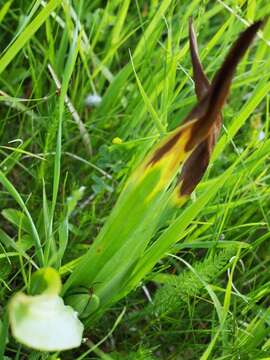 Image of Autumn crocus