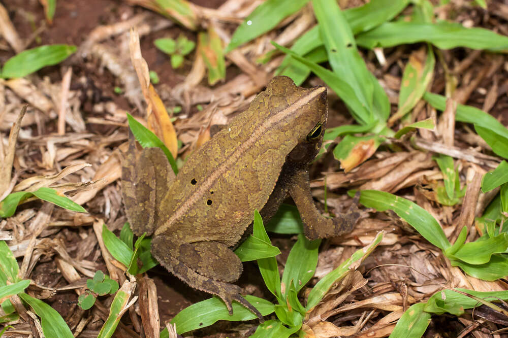 Image of beaked toads