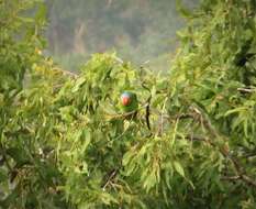 Image of Red-cheeked Parrot