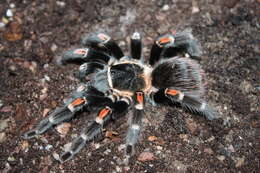 Image of Brachypelma