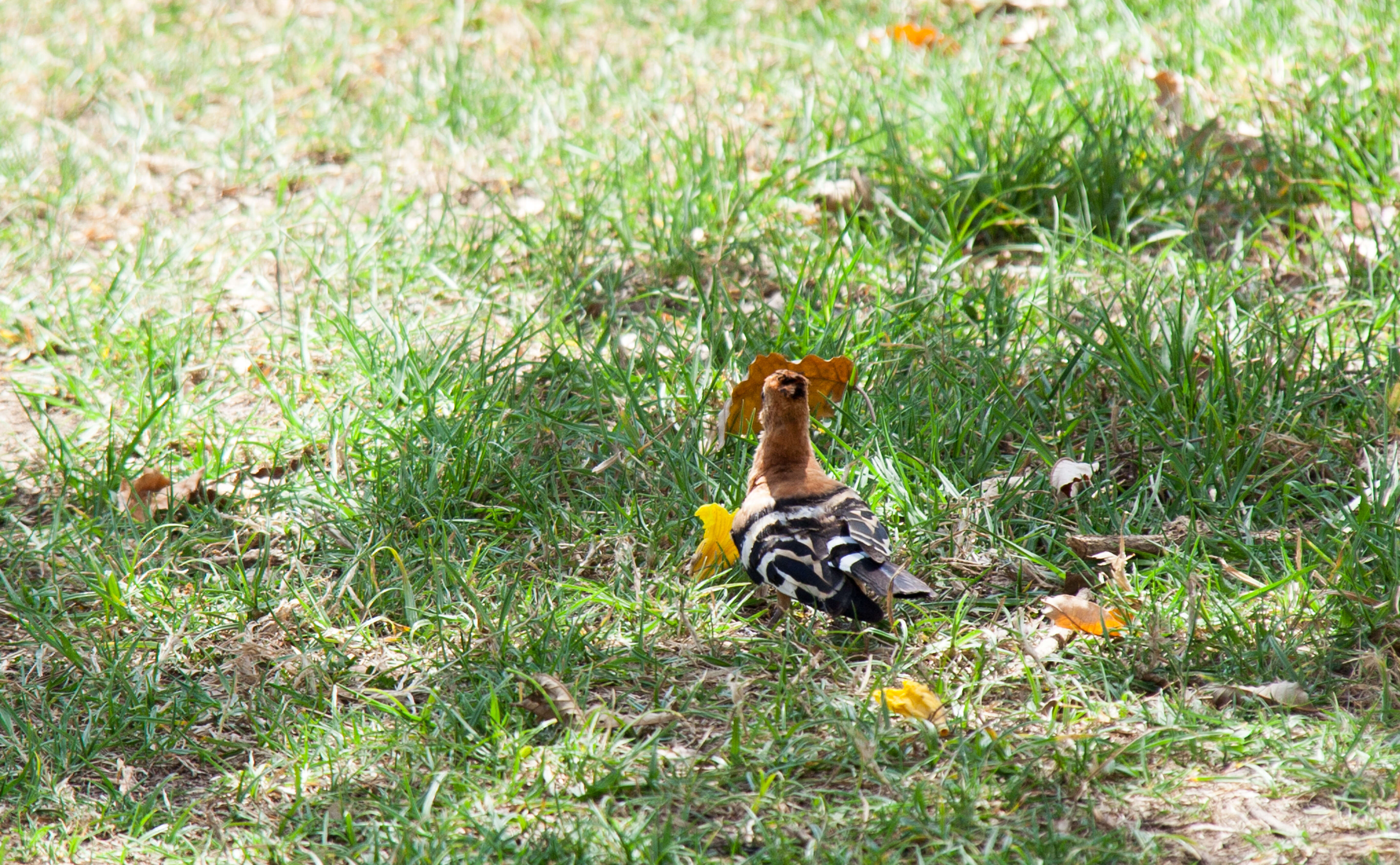 Image of hoopoes