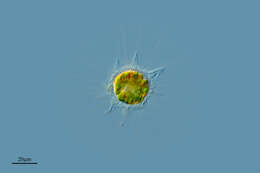Image of Protozoa