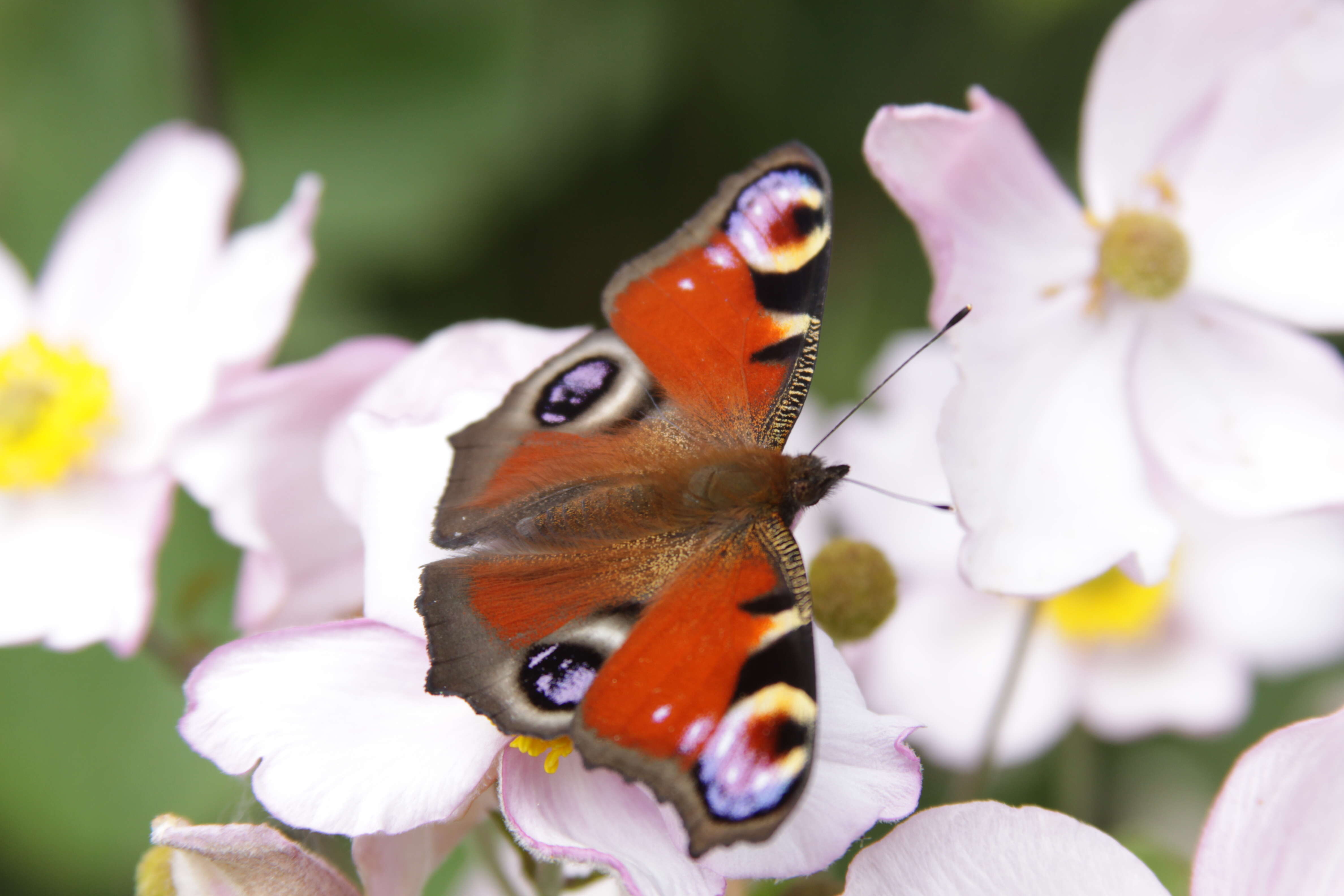 Imagem de Nymphalidae