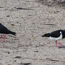 Image of Australian Pied Oystercatcher