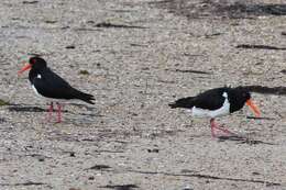 Image of oystercatchers