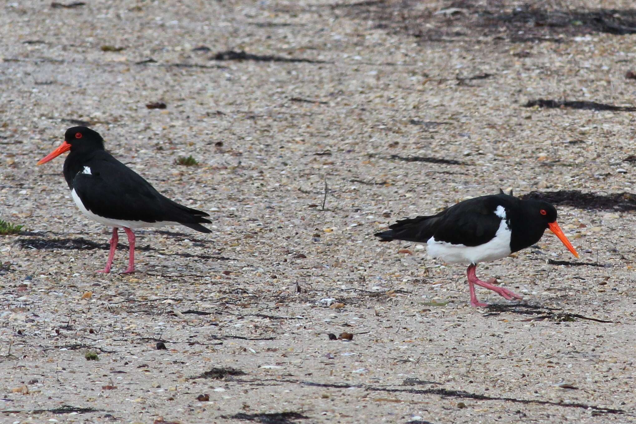 Image of oystercatchers