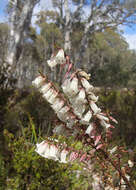 Plancia ëd Epacris impressa Labill.