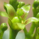 Image of Jatropha subaequiloba Radcl.-Sm.