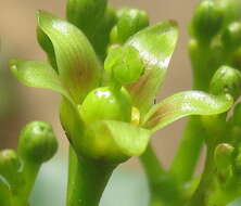 Image of Jatropha subaequiloba Radcl.-Sm.